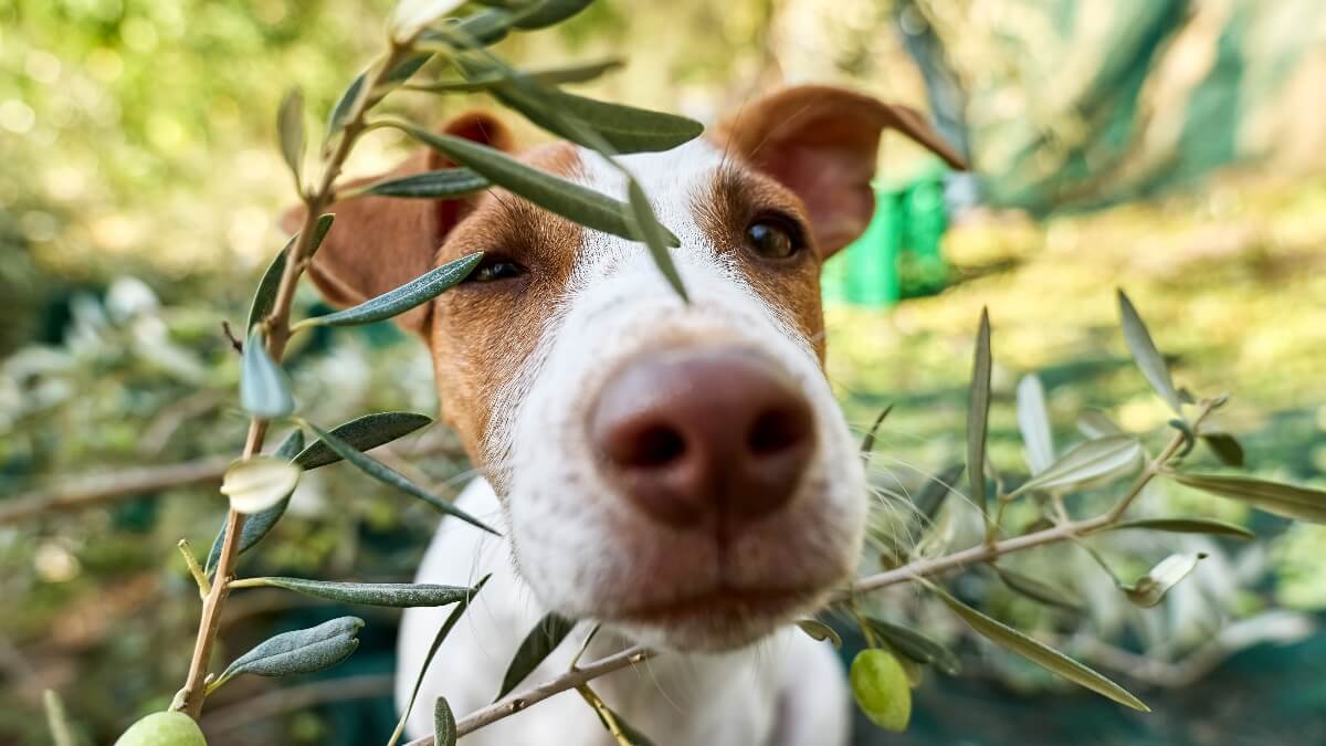 Dürfen Hunde Oliven essen?